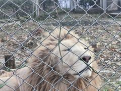 -合肥野生动物园