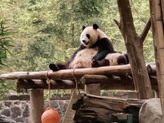 -都江堰中华大熊猫苑