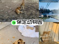 -保定市动物园