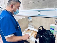 -北京观赏动物医院·24小时大型综合·猫专科·异宠专科
