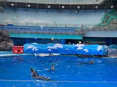 -海合安成都极地海洋公园