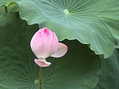 -荔湾湖公园