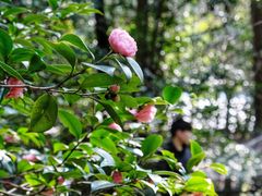 -野宫神社