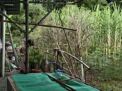 -香竹农庄•传统竹筒饭(十年店)