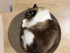 -纳吉亚猫专科动物医院博雅分院