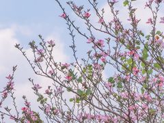 -香蜜公园