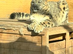 -青藏高原野生动物园