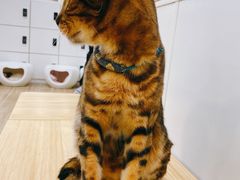 -李小姐の猫咖啡馆(五角场店)