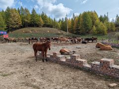 -塞罕坝国家级自然保护区
