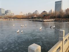 -莲花池公园