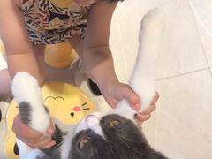 -猫咪博物馆(顶澳仔猫街店)