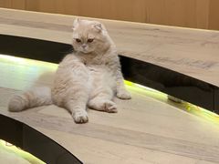 -CAT’S MEWSTAR CAFE·喵星球猫屋(晴湾咖啡店)