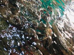 -大湾区中央湿地公园-十九涌