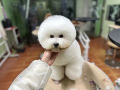 -鑫艺宠物美容培训学校