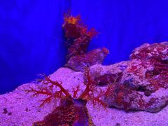 -上海海洋水族馆