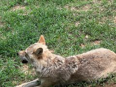 -大连森林动物园