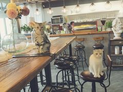 大堂-共舞时光猫咖·狗咖(新街口店)