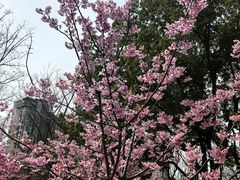-新江湾城公园