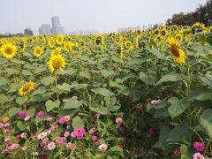 -映月湖中央公园