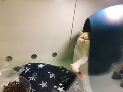 -糯米喵星人·撸猫猫舍咖啡馆(西市场嘉华店)