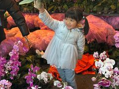 -越秀西湖花市(广州城市广场花卉店)