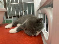 -我爱猫咪·猫咖·狗咖·安哥拉兔·羊驼咖(小寨华旗店)