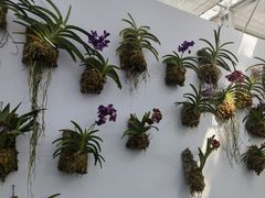 -上海鲜花港