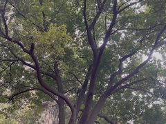 -竹吟山房