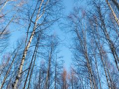 -长白山红松王滑雪场