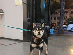 -半岛宠物医院24小时(科华中路店)