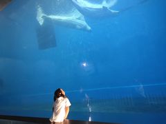 -芜湖新华联大白鲸海洋公园