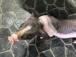 -Zoolung Zoolung动物主题公园(海信广场店)