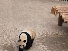 -沈阳森林动物园