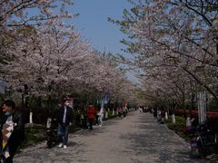 -高东镇樱花园