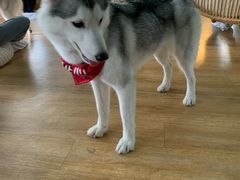 -Husky Go! 哈士奇体验馆·宠物咖啡厅狗咖