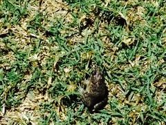 小青蛙-上海崇明金茂凯悦酒店