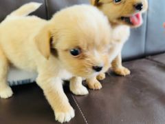 -庞各庄翠芳园西瓜蔬菜基地采摘园