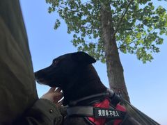 -pd派德宠物中心医院24H急重症·眼科中心·血液透析中心(嵩山北路店)