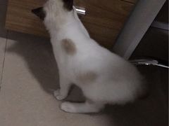 -Bastet sally猫舍购宠(静安店)