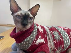 -李小姐の猫咖啡馆(五角场店)