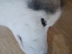 -Husky Go! 哈士奇体验馆·宠物咖啡厅狗咖