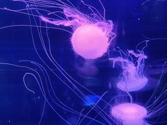 -左海海底世界