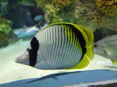 -上海海洋水族馆