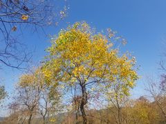 -广州市石门国家森林公园