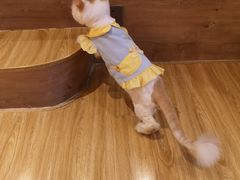 -啵啵喵·猫咖(攀华国际店)