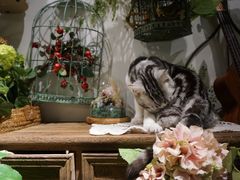 -共舞时光猫咖·狗咖(新街口店)