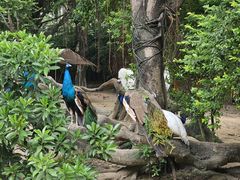 -广州长隆飞鸟乐园