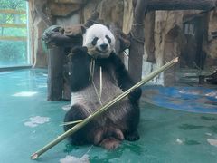 -成都动物园