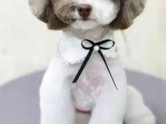 -乐琪宠物(青塔西路店)