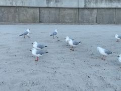 -黄金海岸